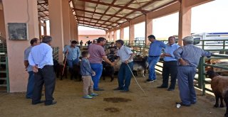 Hayvan Pazarında Bayram Hareketliliği