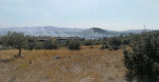 Milasta Makilik Yangını