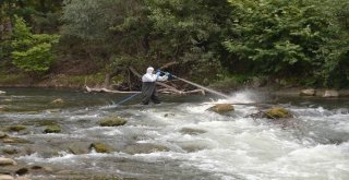 Similium İle Biyolojik Mücadele Başarılı Geçti