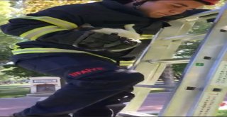 Ağaçta Mahsur Kalan Kedi İtfaiye Tarafından Kurtarıldı