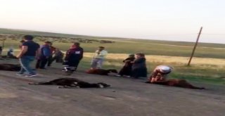 Kamyonetin Çarptığı 70 Koyun Telef Oldu