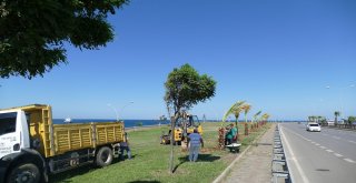 Trabzona 3 Milyon 940 Ağaç, Çalı Türü Bitki Ve Çiçek Dikildi