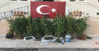 Alanyada 1 Kilogram Esrar Ve 427 Kök Hint Keneviri Ele Geçirildi