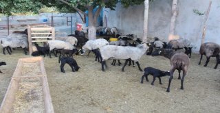 Iğdırda Romanov Irkı Koyun Çiftliği