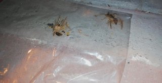 Ereğlide Vatandaşları Et Yiyen Sarıkız Örümceği Korkusu Sardı