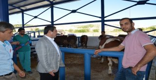 Başkan Eser Kurban Pazarında İncelemelerde Bulundu