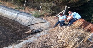 Hayvan Atık Çukuruna Düşen Köpekler Kurtarıldı