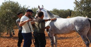 Suriyede At Festivali Düzenlendi