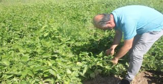 Tercanda Taze Fasülye Yetiştiriciliği Geliştirilecek