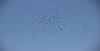 Göçe Hazırlanan Yüzlerce Leylek Eskişehir Semalarında