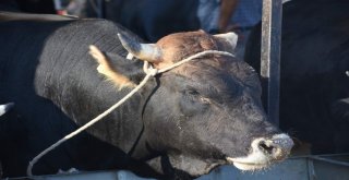 Kurbanlık Hayvan Alırken Bunlara Dikkat