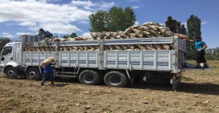 Yozgatta Patates Ve Soğan Hasadı Devam Ediyor