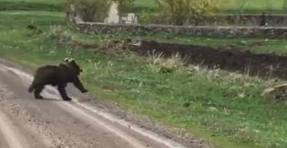 Sarıkamışta Yolunu Kaybeden Boz Ayı Cep Telefonuyla Görüntülendi