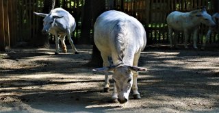 (Özel) Mardinin Eşekleri, Doğal Yaşam Parkında Emekliliklerinin Tadını Çıkartıyor