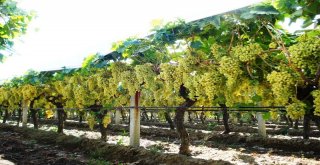 Sulama Alanlarında İnceleme