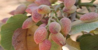 Fıstıkta Rekolte Düştü, Fiyatlar Yükselebilir