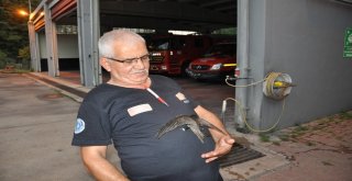Yaralı Ebabil Kuşunu İtfaiye Kurtardı