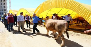 Ovacık Kurban Satış Alanı Hizmete Hazır