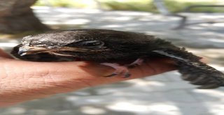 Yaralı Kuşlar Tedavi Altına Alındı