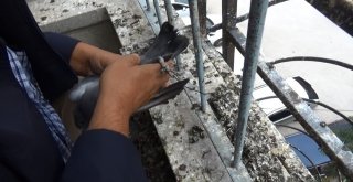 Ayağı İpe Takılan Güvercinin Yardımına Koştu