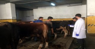 Bayrampaşada Kurbanlıklar Denetim Altında