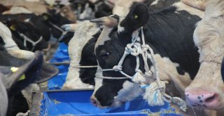 Konyada Kurbanlıklar Alıcılarını Bekliyor