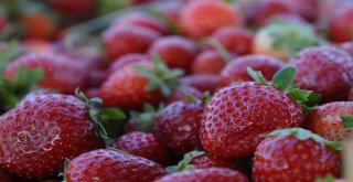 Yediveren Çileği Çiftçinin Yüzünü Güldürdü