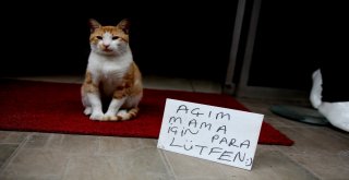 Sokak Kedisi ‘Anderson Kendi Mama Parasını Kendisi Kazanıyor