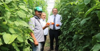 Sarı Ve Sayandan Seralarda İnceleme