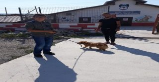 Niksar Belediyesi Hayvanları Sahiplendiriyor