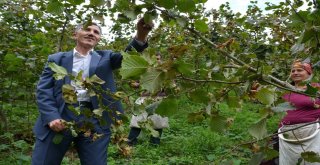 Başkan Kaya, Fındık Topladı