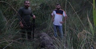 Gercüşte Domuzlar Köylülerin Kabusu Oldu