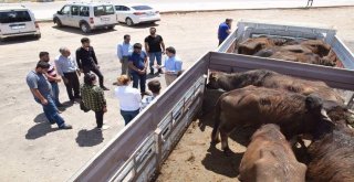 Kozlukta Genç Çiftçi Projesi