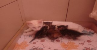 Anneleri Ölen Kedilere ‘Pamuk Anne