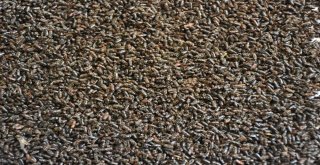 Atatürk Köşkü Ormanını ‘12 Dişliden Kurtarmak İçin Hareket Geçtiler