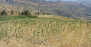 Yaban Domuzları Buğday Tarlalarına Zarar Verdi