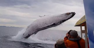 Kambur Balinanın Havada Muhteşem Şovu