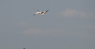 İnegöl Semalarında Pelikanlar Dikkat Çekiyor