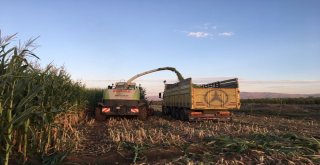 Pasinlerde Sılajlık Mısır Hasatı Başladı