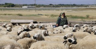 Genç Çiftçi Projeleri Tarıma Işık Tutuyor