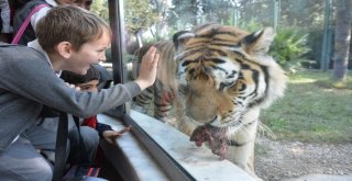 Kaplanların Beslenme Saati Nefesleri Kesti