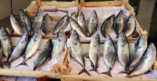 Yozgatta Tezgahların Gözdesi Palamut Balığı Oldu