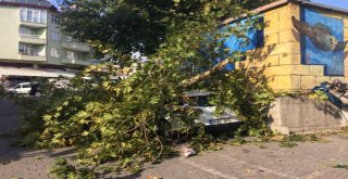 Ağacın Kırılan Dalları Otomobilin Üzerine Düştü