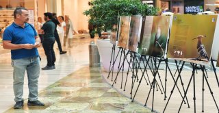 Başkentin Kuşları Görücüye Çıktı