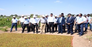 Adıyamanda Üzüm Hasadı Başladı