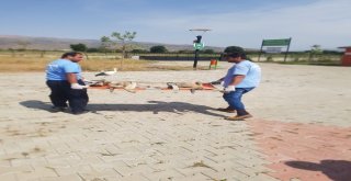 Felçli Köpek Tedavi Altına Alındı