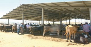 Hayvan Pazarında Bayram Hareketliliği