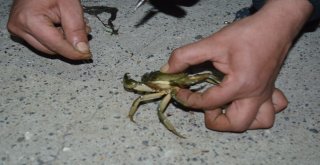 Boğazında İğne Kalan Yengeç Çılgına Döndü