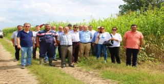 Sorgum Ve Sudan Otunun İlk Hasadı Yapıldı