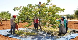 Gaziantepte Yeşil Altın Hasadına Başlandı
